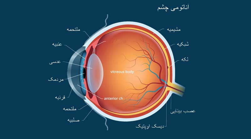 ساختار چشم انسان