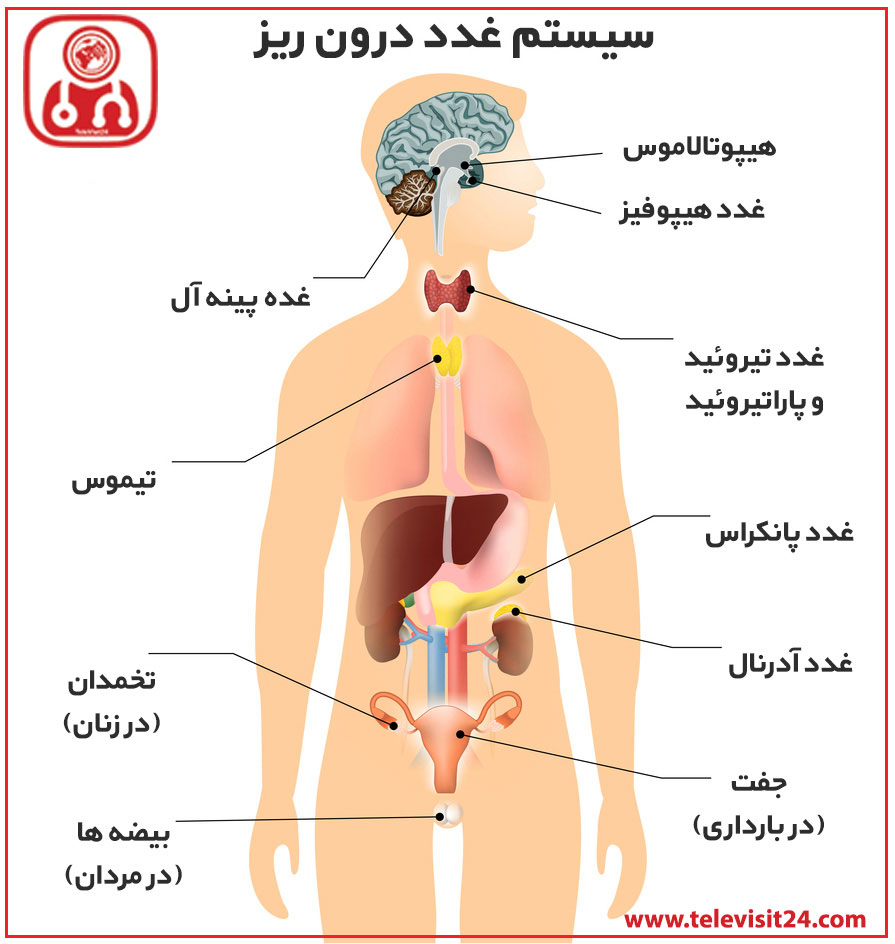 بیماری های سیستم غدد درون ریز - Endocrine