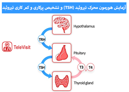 آزمایش هورمون محرک تیروئید (TSH) و تشخیص پرکاری و کم کاری تیروئید